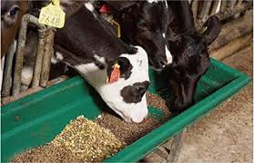 Cattle feed